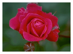 ROSA x 'Alexander Mackenzie' (AC)